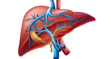 Liver Transplantation